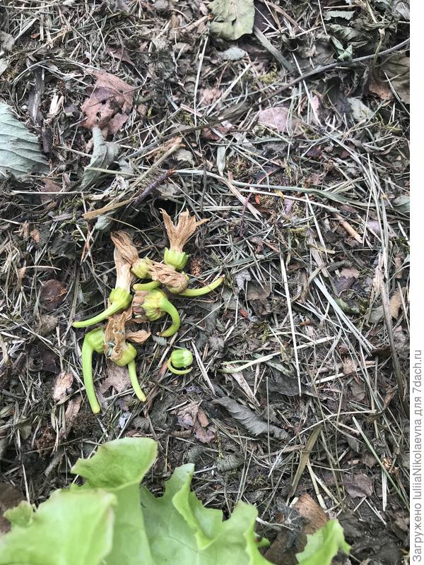 Увядшие надежды