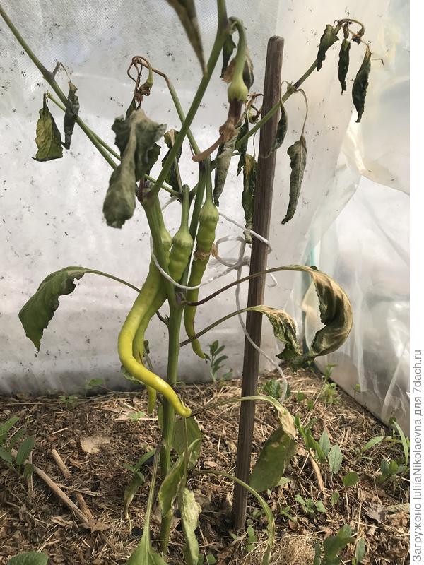 Бедные мои перчики😢