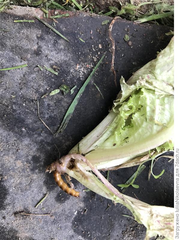 Съел корень