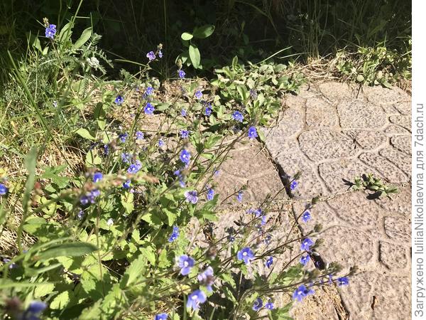 Это дикий цветочек. Я радуюсь, когда они не все попали под косу мужу. Нравятся мне они. Крошечные и веселые