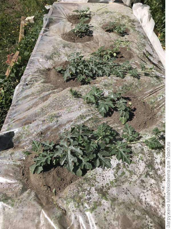 Общий вид грядки с арбузами