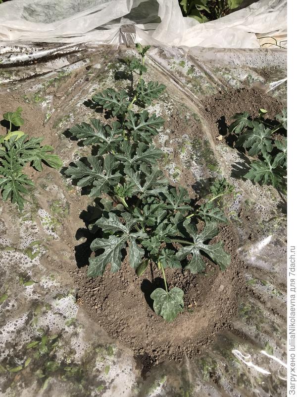 Вот самый жирный арбуз. Пасынки есть. Цветов нигде ещё нет