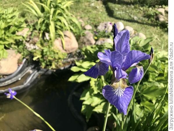 Ирис. Но не толстые листья, а тонкие.