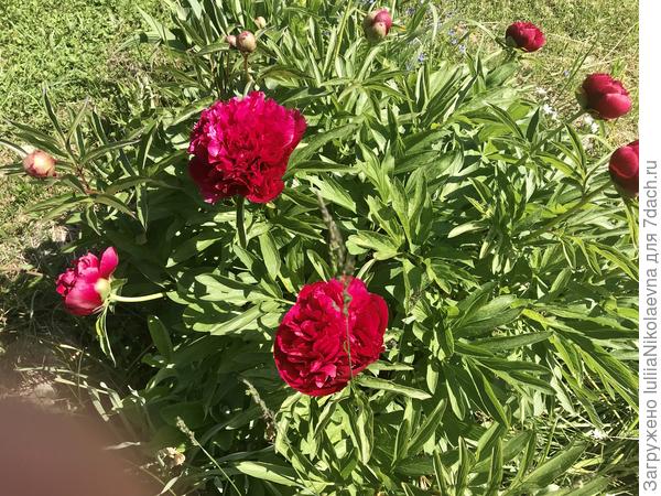 Пионы хорошо цветут.