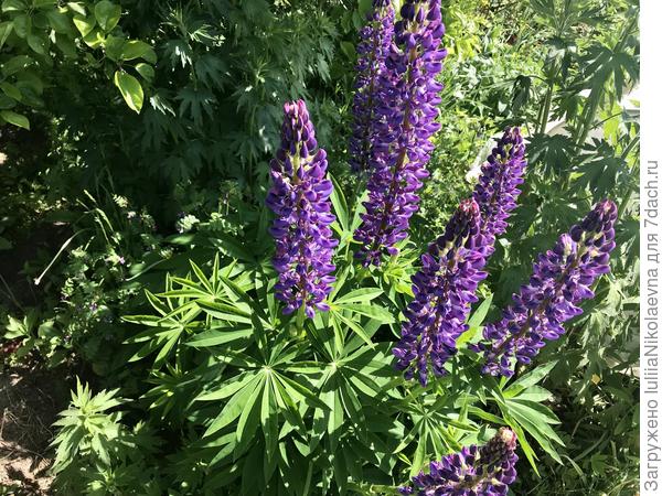 Люпины. Люблю. Мне нравится их запах. Каждый цвет по своему пахнет. Сами населялись, где захотели. Прошу мужа, чтобы не скашивал.