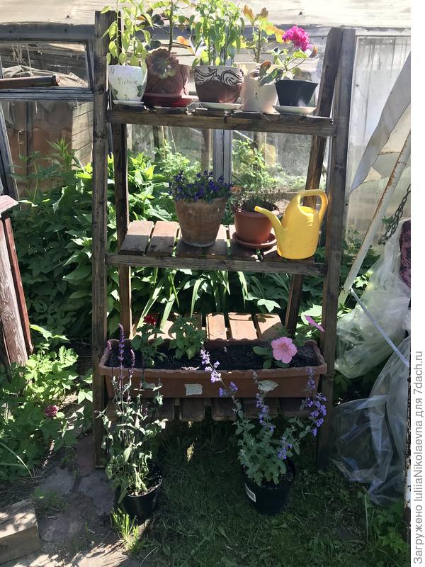 А это просто похвастаться. Сын сколотил этажерку для цветов, чтобы прикрыть старую теплицу. Поставила на неё пока что было