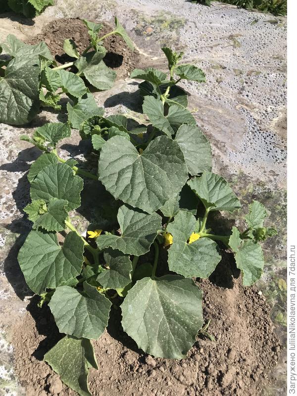 Вот этот куст самый сильный. От основания два одинаковых ствола идут. Цветы и на пасанках и на основных стволах. Все цветы мужские🤷‍♀️