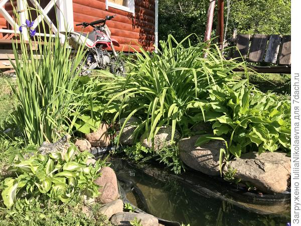 Брутальная мужская клумба: только хоста, лилейник и ирис