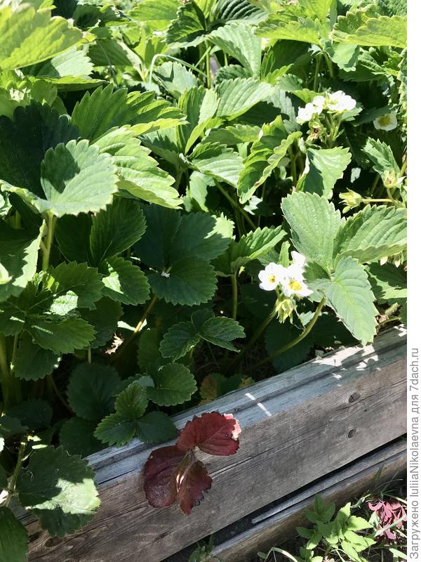 Вот вся зелёная, а один лист внизу на бортике красный. Когда обрезала, этот лист пропустила и он загибается от старости.