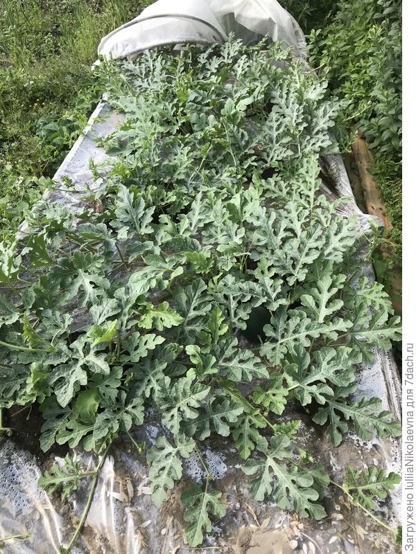 Арбузная грядка