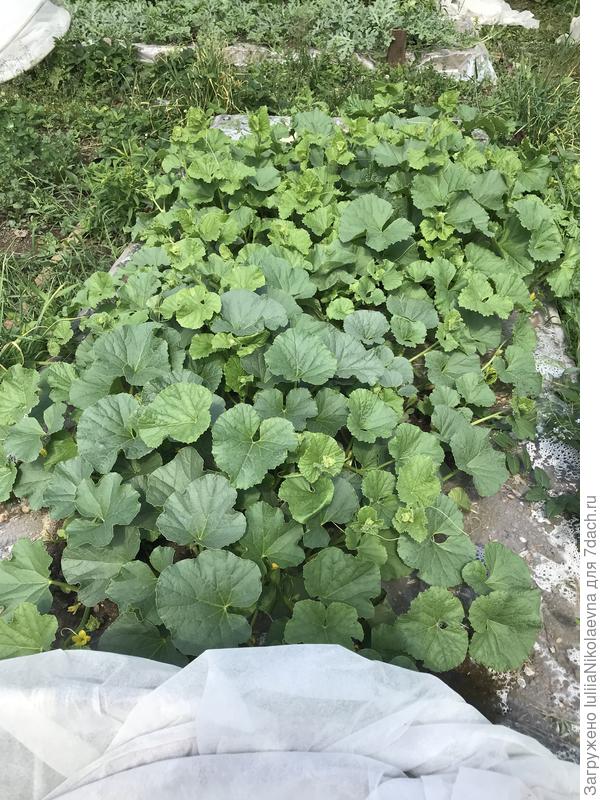 Грядка с дынями