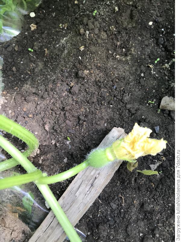 Женских цветов много, но не вяжутся. Цветут и отваливаются