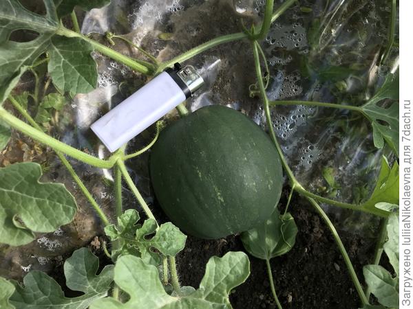 Арбузик за 6 дней прилично подрос. Но он один одинёхонек 🤷‍♀️