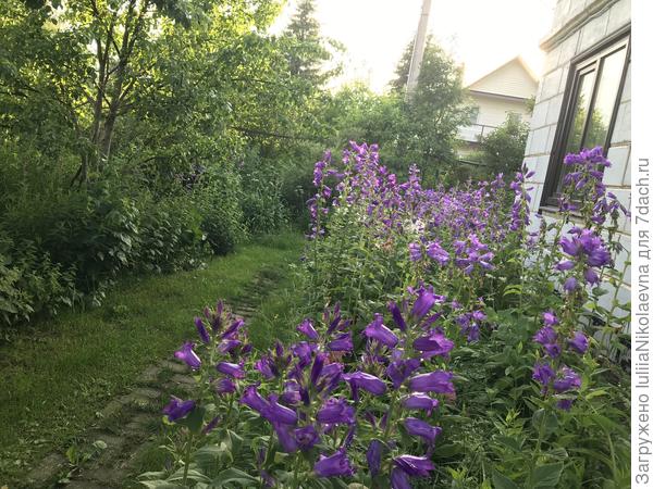 Колокольчики мои, цветики степные, что глядите на меня темно-голубые?