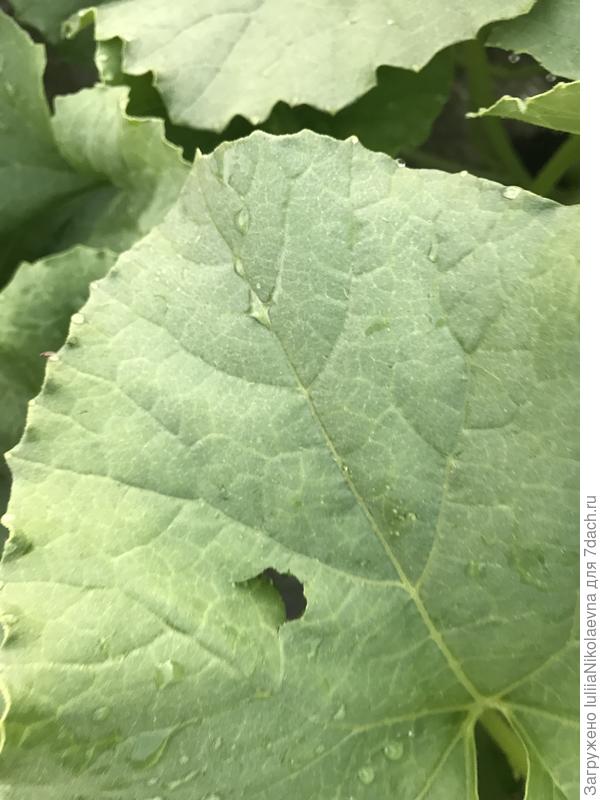 Дырка от града