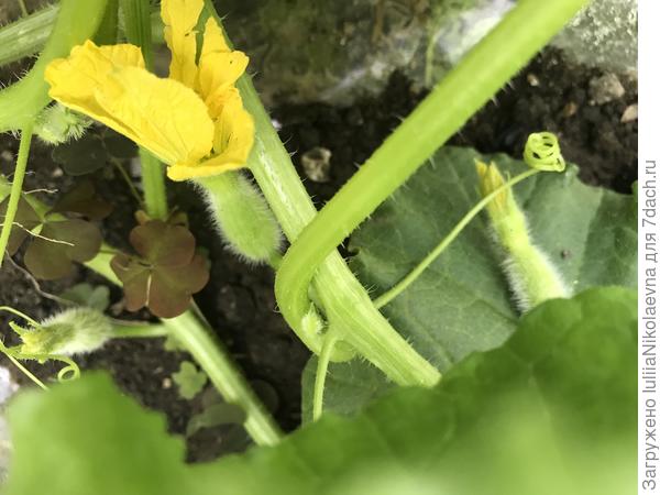 На плети второго порядка