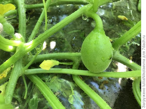 Завязь на самом первом пасынке. Сорт Майорка F1.