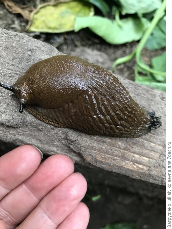 Когда ползёт, вытягивается на 15 см. И это у нас на севере!!! Эту дрянь кто-то привёз лет 5 назад. Это не местный вид. Тварь прижилась и сжирает все со скоростью урагана 😩😩😩