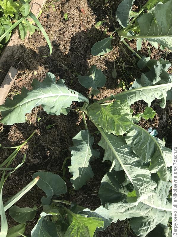 Цветная капуста, повяла без укрытия на солнце