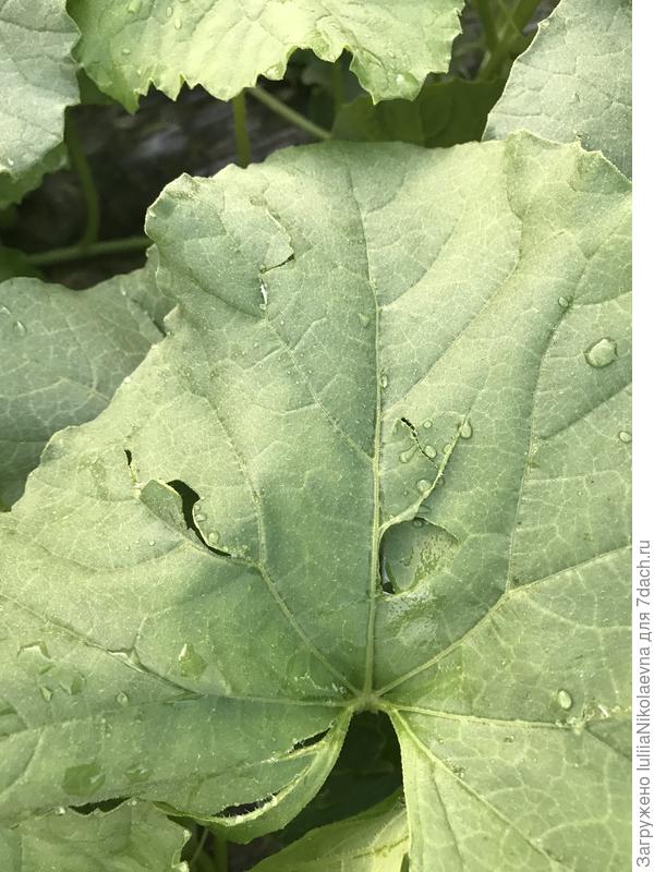 Град побил дыньки