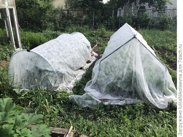 Капуста под спанбондом