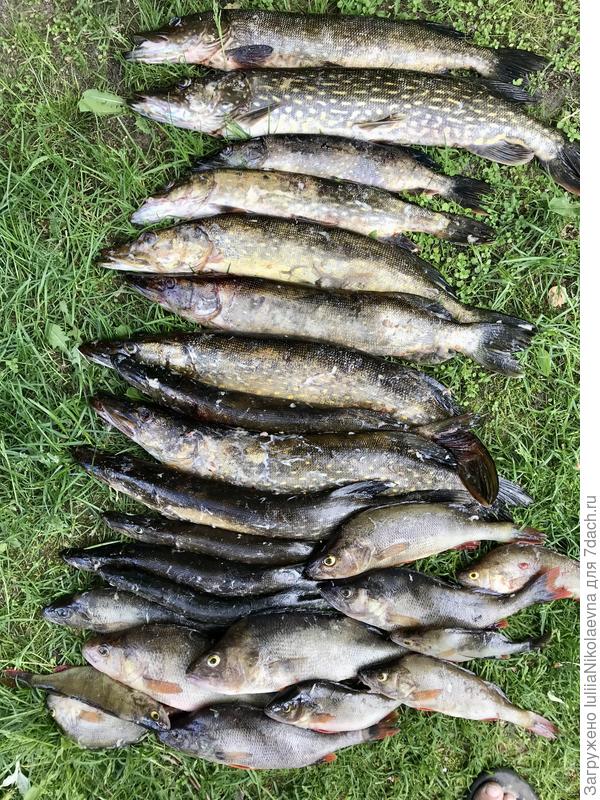 Вот улов от 17 июня. Правда эта рыба не с залива, а с озёра из системы Вуоксы. Всё на спиннинг, за день на троих. Трофейных не было🤷‍♀️ щука самая крупная 2,5 кг, окунь 500 грамм.