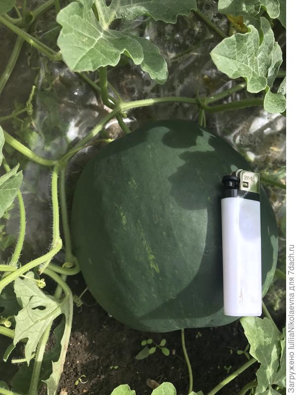 Всего один на всю грядку арбузик нормальный, который самый первый завязался