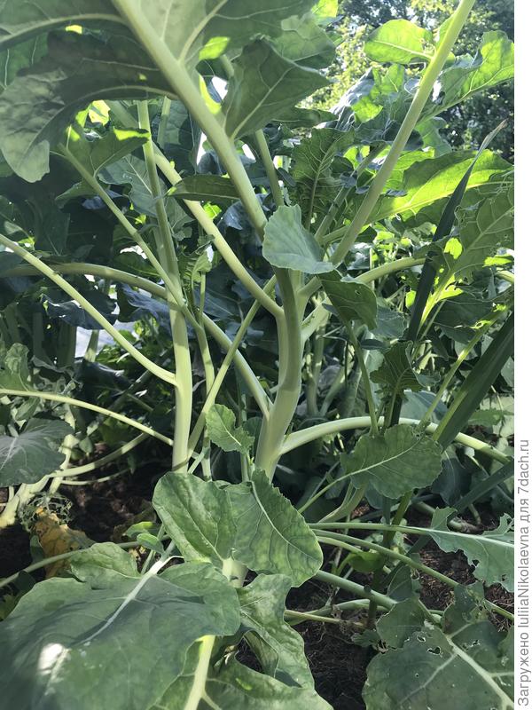 Вытянула стволы и куча пасынков