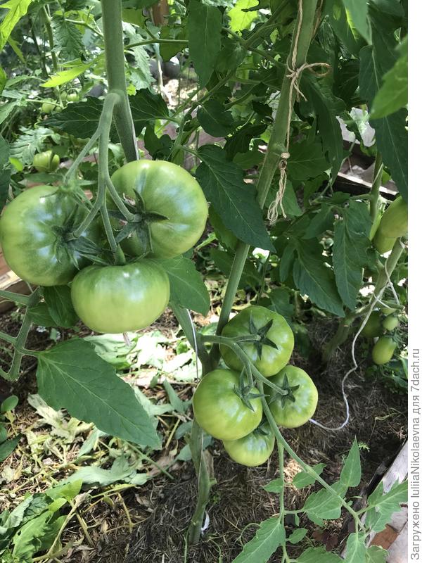 Сегодня сделала томатам кардинальную стрижку, чтобы солнце на них попадало. А то массу набрали, а зреть не собираются.