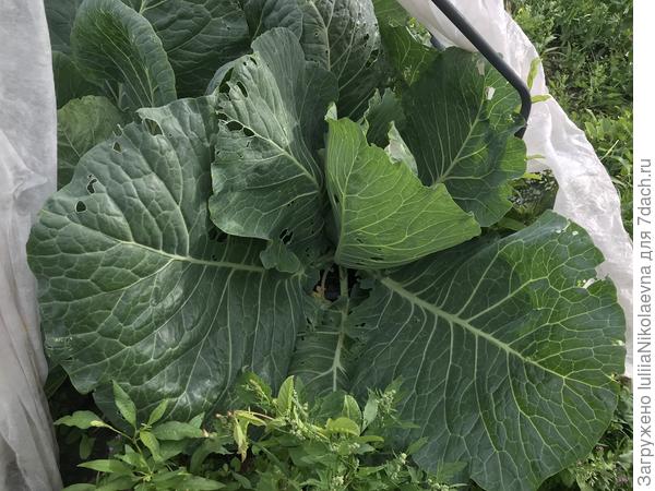 Капуста. мегатонн