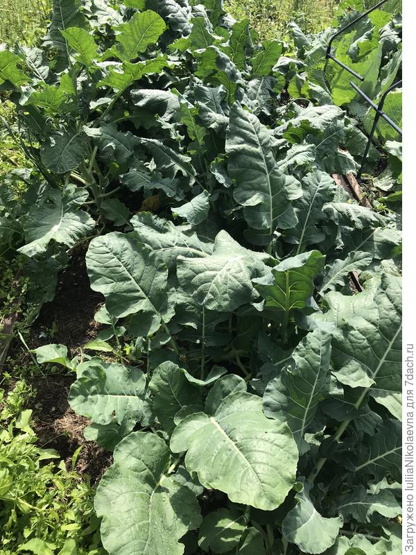 Грядка с брокколи