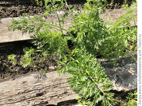 Вот так пока выглядит. 14.07