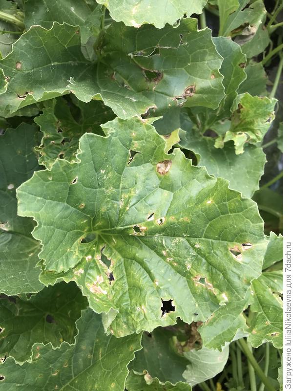 После града, что пробил листья насквозь, дыни не восстановились