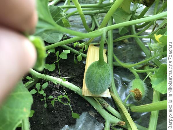 На бахче ещё штук шесть вот таких. Надеюсь, что уже не скинет