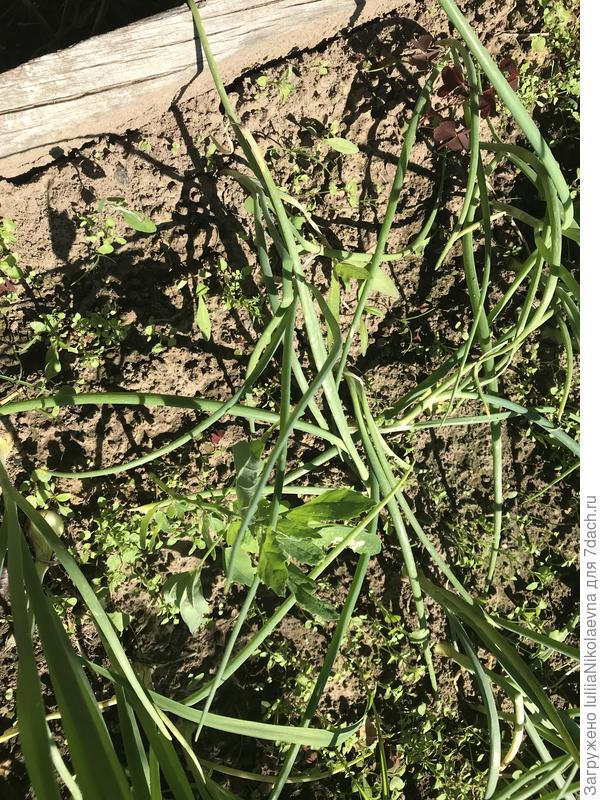 А на другой вот так.😂 Не вырос, а уже падать стал, созрел типа.