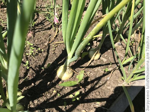 На одной грядке у меня выглядит вот так