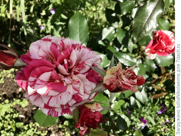 Вот какая пеструшка зацвела😊. Сорт Филателия