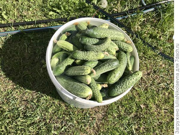 Огурцы очень активно плодоносят. Меня это пугает. Зима близко?