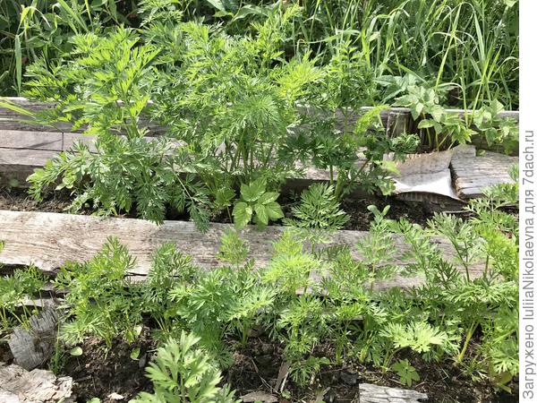 На переднем плане морковь от Аэлиты, посаженная вторым заходом. На заднем плане, то что взошло от первой посадки