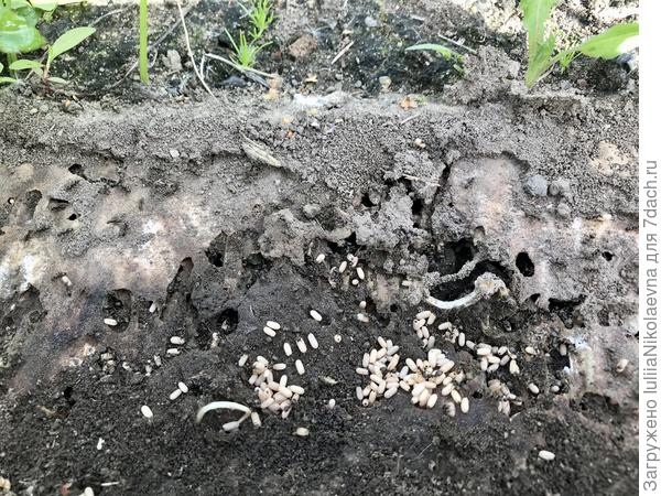 Муравьёв «мульен»