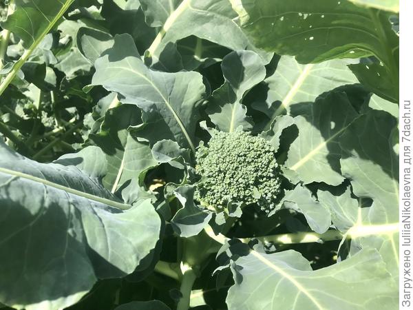 Брокколи Тонус. Больше не буду этот сорт сажать. Фигня какая-то