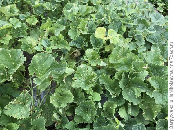 Общий вид грядки с дынями