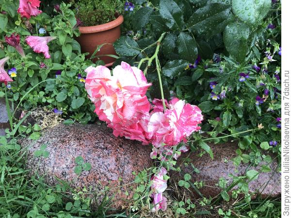 Такая красивая была😢 Дождь сбивает лепестки