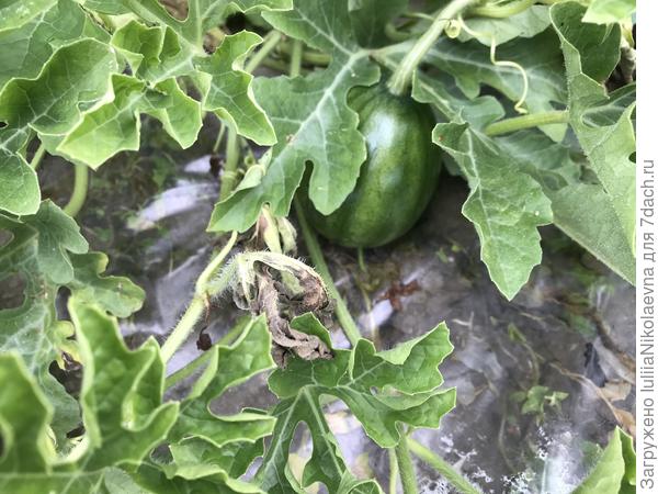 Этот ещё надеется на благополучный исход