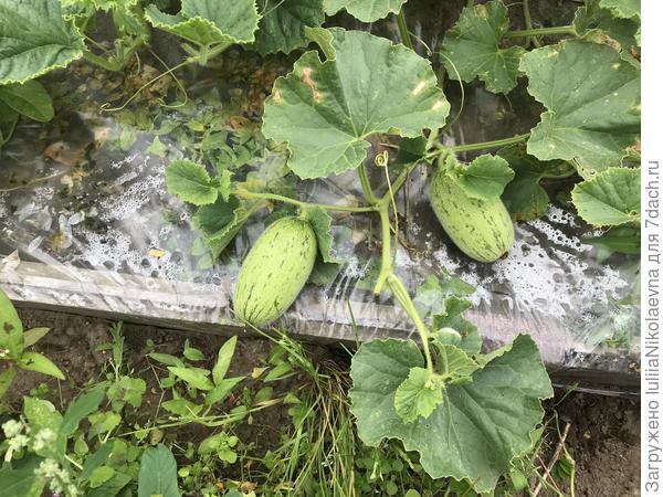 На мое удивление, дыни навязали плодов