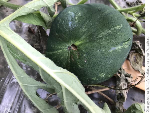 В этом кто-то дырку прогрыз и дальше плод растёт кривым