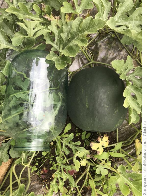 Одна надежда на этот арбуз. Самый первый завязавшийся 20 июня