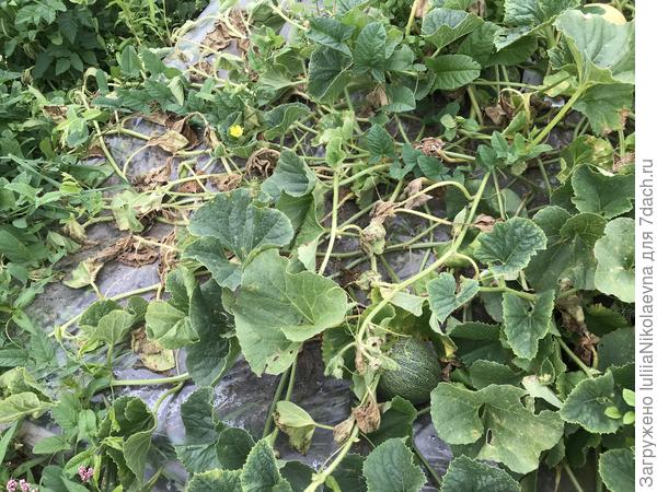 А с этого конца грядки начали плети засыхать