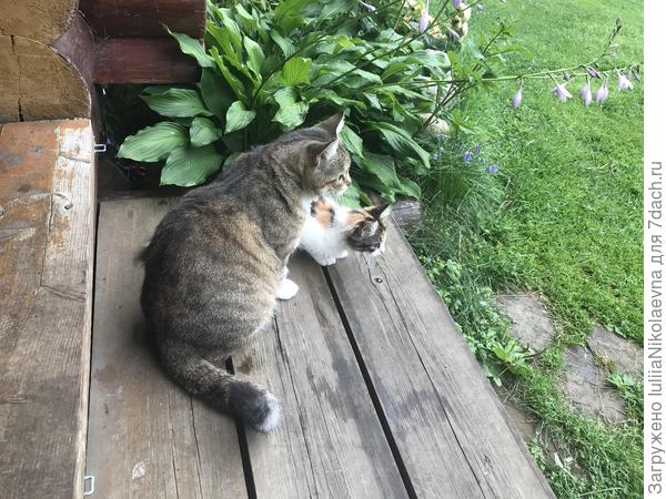 Мою кошку тоже Дульсинея зовут. Но она совсем не благородная, а баба деревенская, поэтому стала просто Дуськой