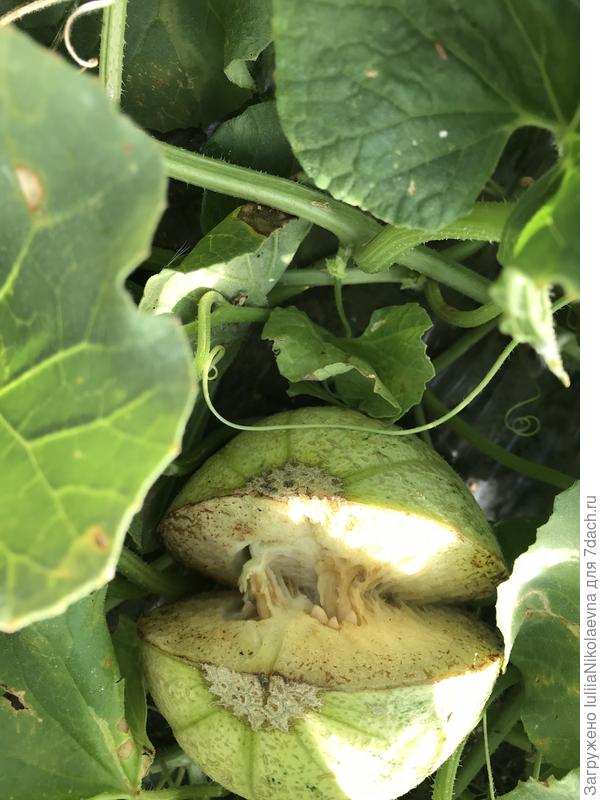 29 июля вот что с ней